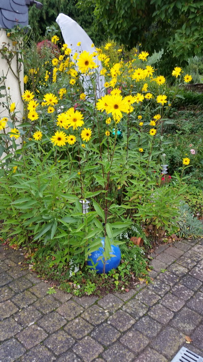 Gartenanlage 3